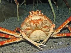 Macrocheira kaempferi