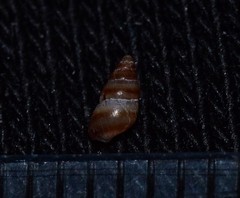 Cingula trifasciata
