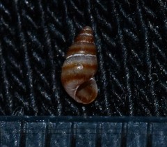 Cingula trifasciata