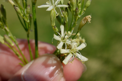 Silene sibirica