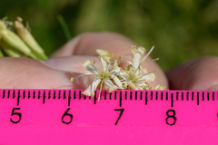 Silene sibirica
