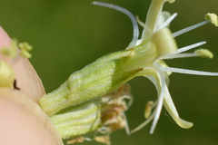 Silene sibirica