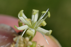 Silene sibirica