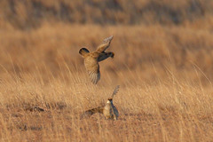 Tympanuchus pallidicinctus