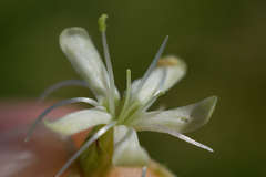 Silene sibirica