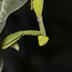 Hierodula transcaucasica