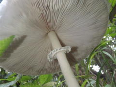 Macrolepiota zeyheri