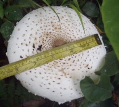 Macrolepiota zeyheri