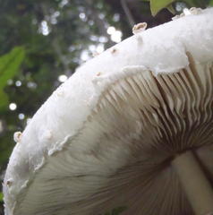 Macrolepiota zeyheri
