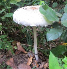 Macrolepiota zeyheri