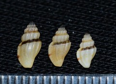 Pseudomangelia vauquelini