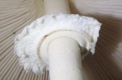 Macrolepiota zeyheri