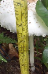 Macrolepiota zeyheri