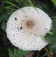 Macrolepiota zeyheri