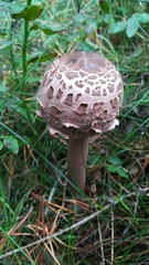 Macrolepiota procera