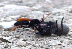 Tachypompilus ignitus