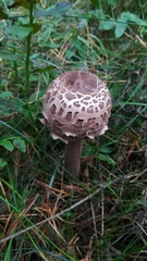 Macrolepiota procera