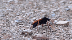 Tachypompilus ignitus