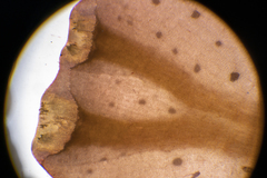 Dictyopteris muelleri