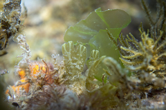 Dictyopteris muelleri