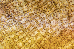 Dictyopteris muelleri