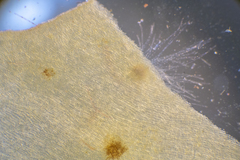 Dictyopteris muelleri