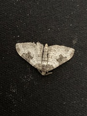 Xanthorhoe fluctuata