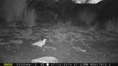 Pterocles bicinctus bicinctus