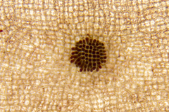 Dictyopteris muelleri