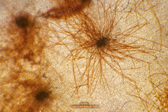 Dictyopteris muelleri