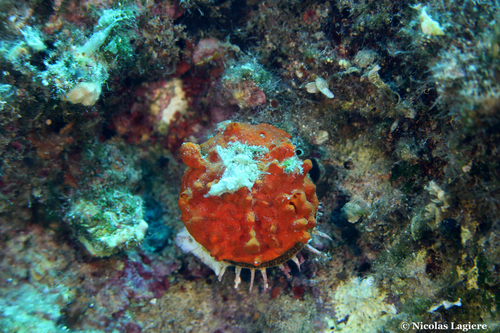 European Thorny Oyster
