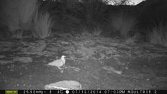 Pterocles bicinctus bicinctus