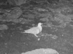 Pterocles bicinctus bicinctus