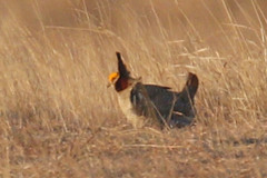 Tympanuchus pallidicinctus