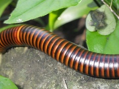 Juliformia