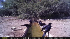 Onychognathus nabouroup