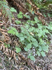 Tiarella trifoliata trifoliata