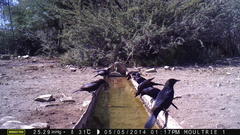 Onychognathus nabouroup