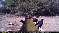 Onychognathus nabouroup