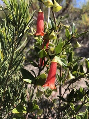 Correa pulchella