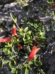 Correa pulchella