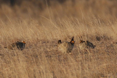 Tympanuchus pallidicinctus