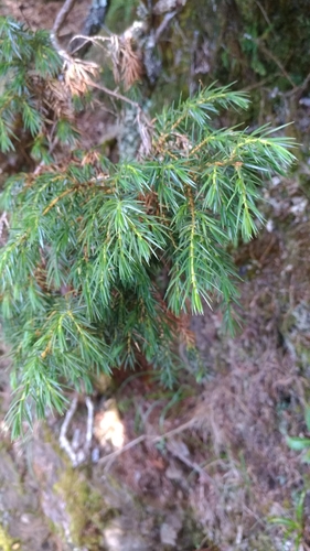 Image of Juniperus formosana by (c) Jason, some rights reserved (CC BY)