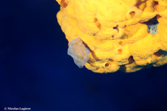 Aplidium tabarquensis