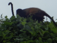 Cercopithecus mitis
