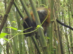 Cercopithecus mitis