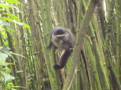 Cercopithecus mitis