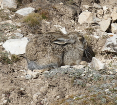 Lepus oiostolus