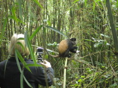 Cercopithecus mitis
