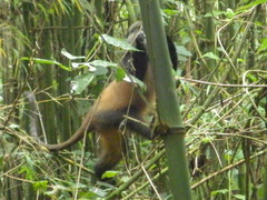 Cercopithecus mitis